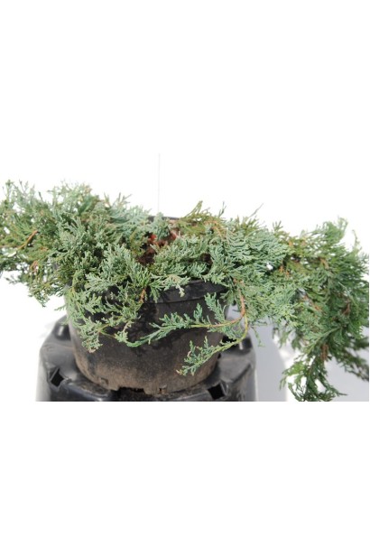 Ялівець горизонтальний Wiltonii