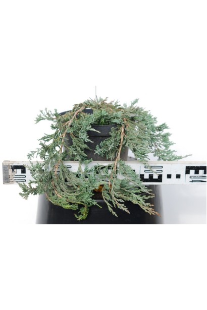 Ялівець Wiltonii діаметр 30-40 см