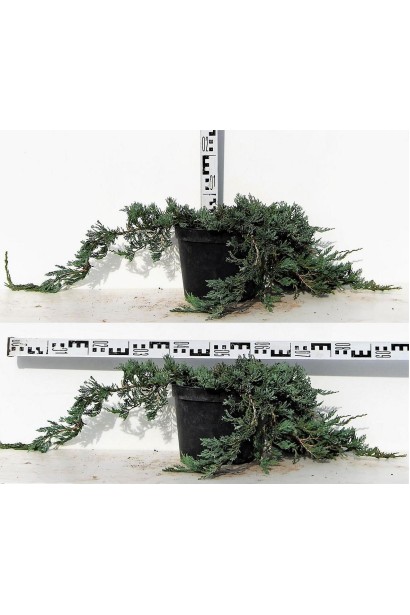 Ялівець Вілтоні висота 5-10 см діаметр 80-90 см