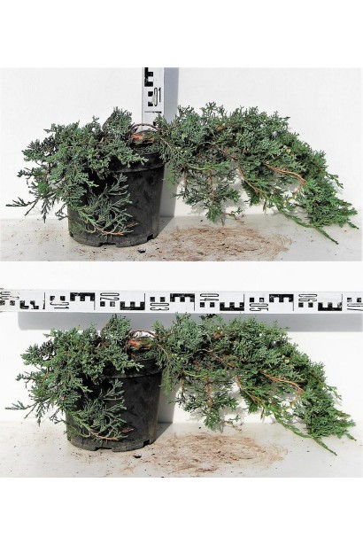 Ялівець Вілтоні висота 5-10 см діаметр 60-70 см