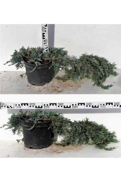 Ялівець Вілтоні саджанець в контенері 5 л