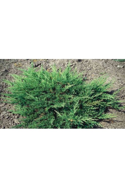 Ялівець горизонтальний Вілтоні хвойний кущ зі сланкою формою крони