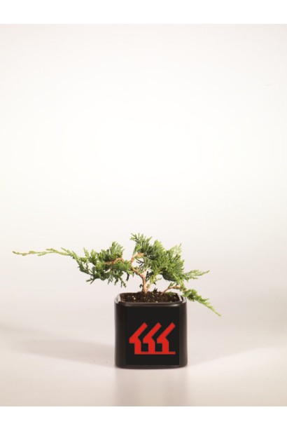 Ялівець горизонтальний Вілтоні  саджанець Р9