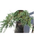 Можжевельник горизонтальный Вилтони | Ялівець горизонтальний Вілтоні | Juniperus horizontalis Wiltonii