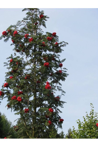 Sorbus aucuparia Fastigiata – елегантний вертикальний контур