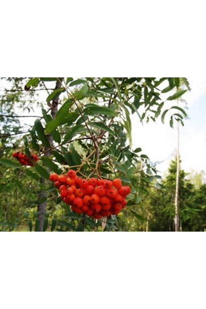 Горобина звичайна колоновидна Фастігіата