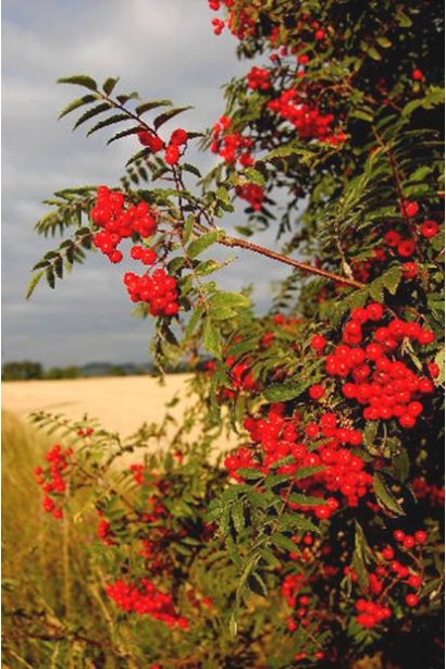 Горобина звичайна колоновидна Фастігіата – довговічна та стійка