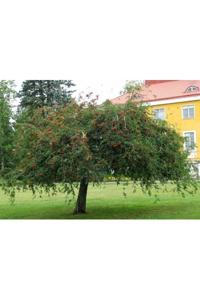 Горобина звичайна плакуча – витончена форма крони