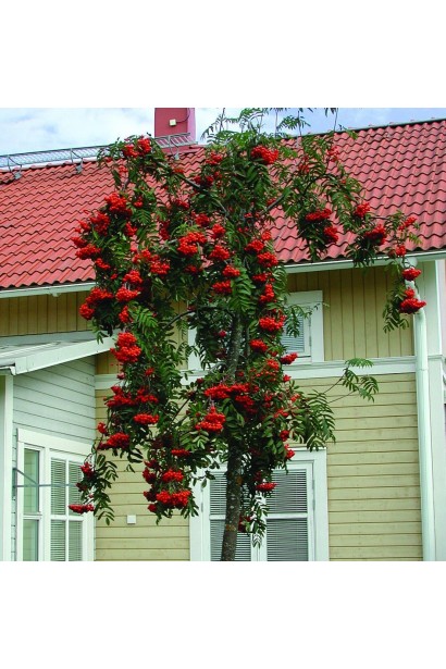 Sorbus aucuparia Pendula – гармонія природи та дизайну