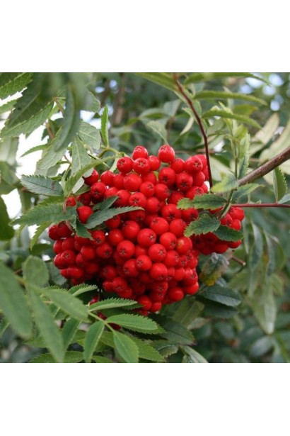 Горобина звичайна плакуча – яскраві червоні плоди