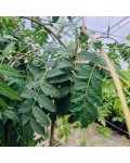 Горобина звичайна плакуча | Рябина обыкновенная Плакучая | Sorbus aucuparia Pendula