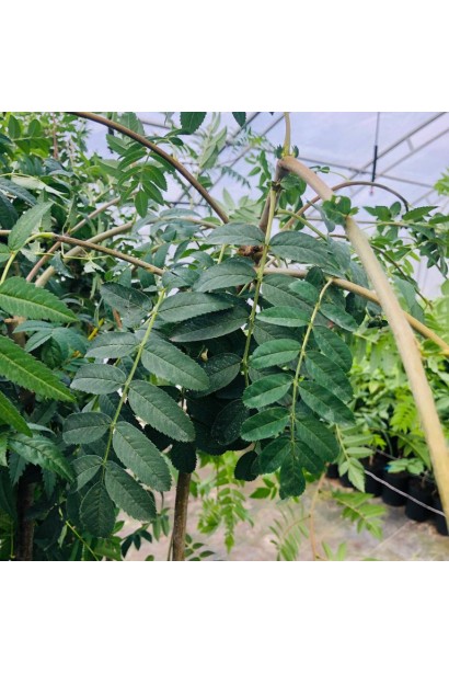 Горобина звичайна плакуча