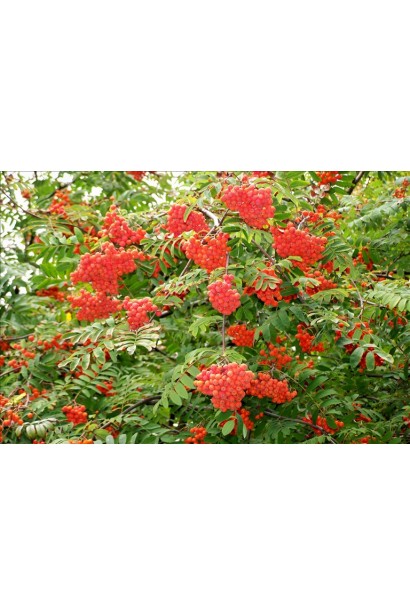 Горобина звичайна плакуча – краса в будь-яку пору року