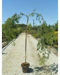 Рябина обыкновенная Плакучая | Горобина звичайна плакуча | Sorbus aucuparia Pendula