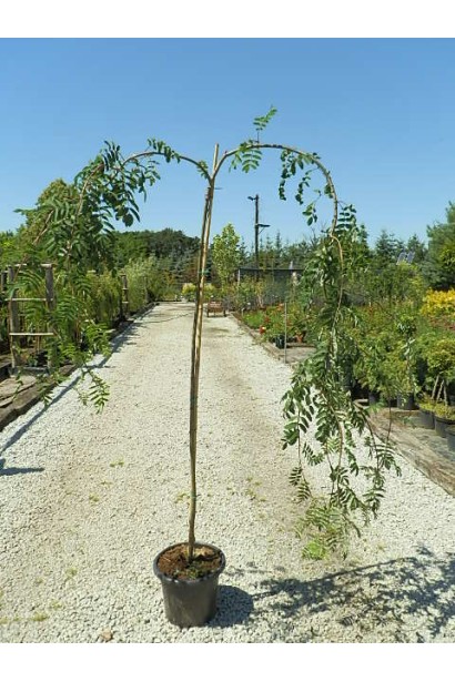 Sorbus aucuparia Pendula – декоративна плакуча горобина