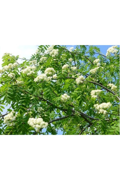 Горобина звичайна плакуча