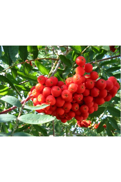 Ягоди Горобини звичайної плакучої