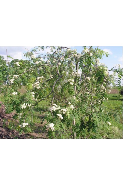 Sorbus aucuparia Pendula – гармонія природи та дизайну