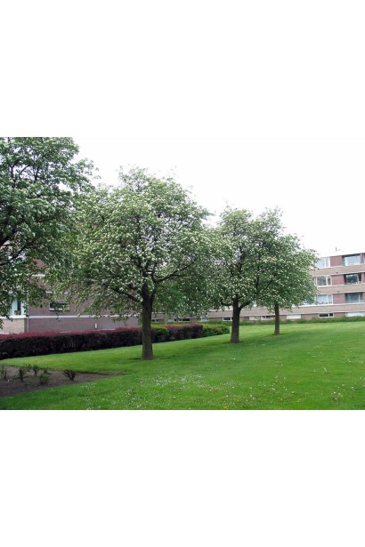 Горобина скандинавська – стійка до погодних умов