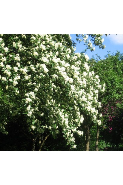 Горобина проміжна – густе листя