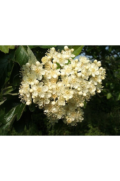 Квіти Горобини проміжної