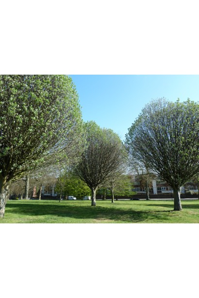 Горобина шведська – природна прикраса парків