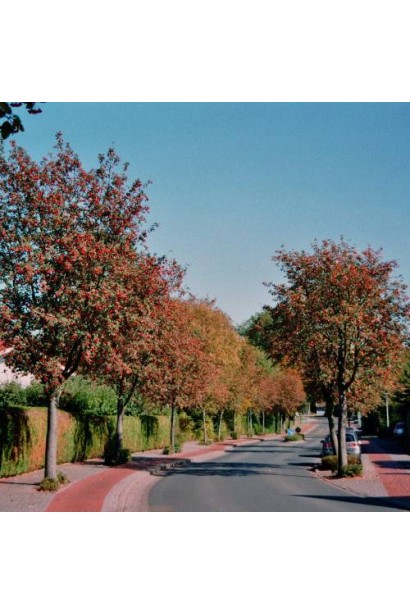 Горобина проміжна – дерево для озеленення міст