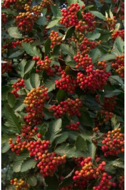 Sorbus intermedia – яскраві червоні ягоди