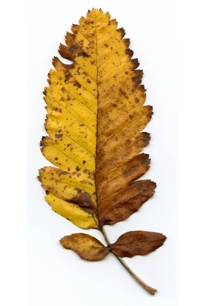 Горобина тюрингська – насичене осіннє забарвлення листя