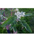 Рябина тюрингская | Горобина тюрингська | Sorbus thurigiaca