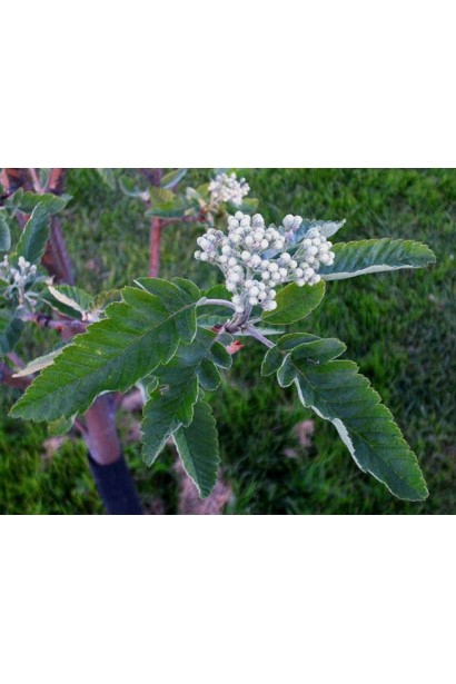 Горобина тюрингська – витончене листя