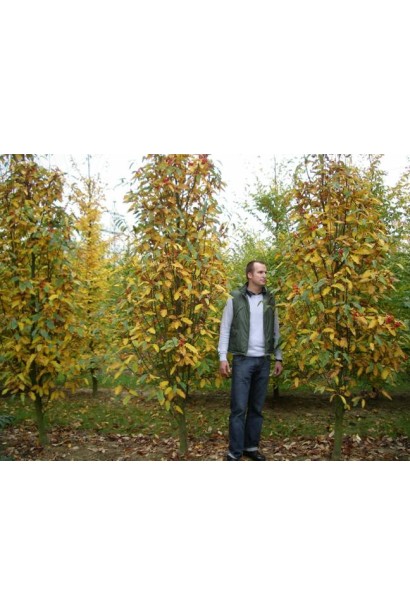 Sorbus thurigiaca – чудова для живоплоту