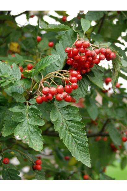 Горобина тюрингська – яскраво-червоні плоди