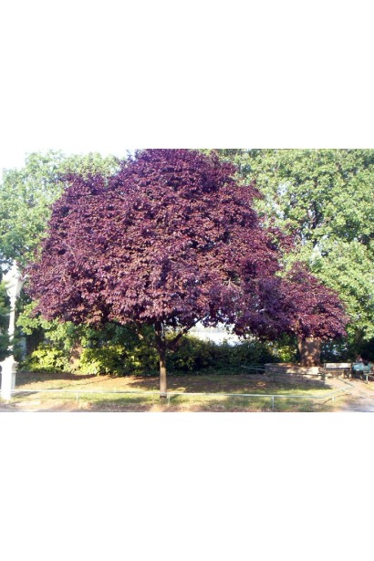 Prunus cerasifera Pissardii – декоративне дерево для парків