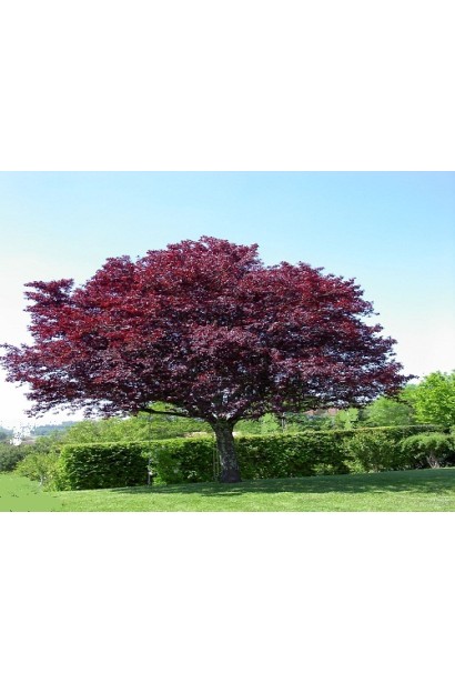 Prunus cerasifera Pissardii – яскравий акцент у ландшафті