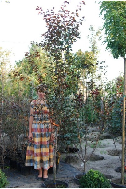 Prunus cerasifera PissardiiPrunus cerasifera Pissardii