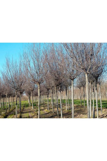 Слива розчепірена Піссарді(дерево)