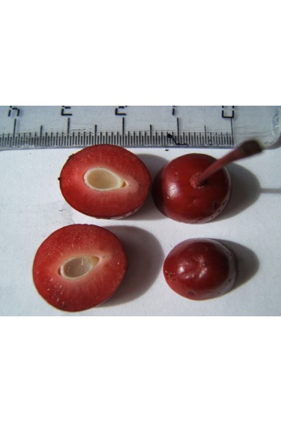 Ягоди сливи піссарді