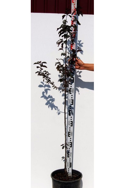 Prunus cerasifera Pissardii