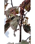 Слива растопыренная Писсарди(дерево) | Слива розчепірена Піссарді(дерево) | Prunus cerasifera Pissardii