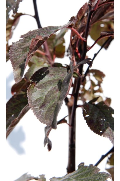 Слива розчепірена Піссарді(дерево) | Слива растопыренная Писсарди(дерево) | Prunus cerasifera Pissardii