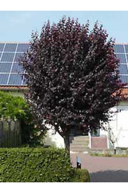 Prunus cerasifera Pissardii – декоративне дерево для саду