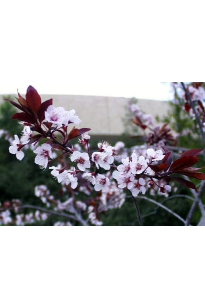 Слива розчепірена Піссарді – рожеві квіти навесні