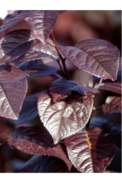 Слива розчепірена Піссарді – пурпурове листя на дереві