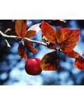 Слива розчепірена Піссарді(дерево) | Слива растопыренная Писсарди(дерево) | Prunus cerasifera Pissardii