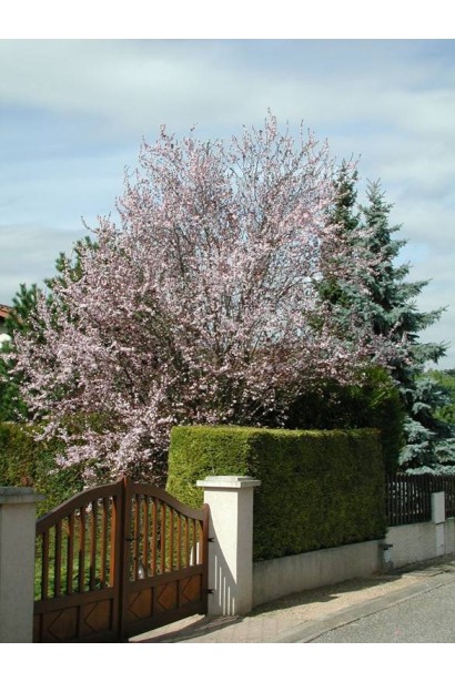 Prunus cerasifera Woodii – пурпурне листя і рожеві квітки