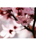 Слива растопыренная Вуди | Слива розпластана Вуді | Prunus cerasifera Woodii