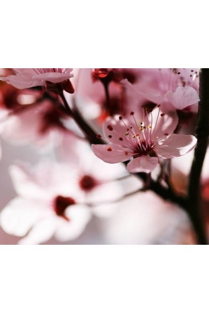 Слива розчепірена Вуді 