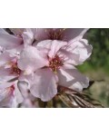 Слива растопыренная Вуди | Слива розпластана Вуді | Prunus cerasifera Woodii