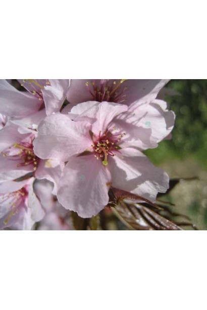Prunus cerasifera Woodii